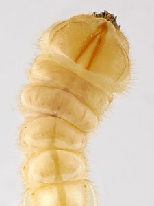 Temognatha mitchellii, PL4268, larva, in EtOH (dorsal), SE, 24.8 × 4.6 mm